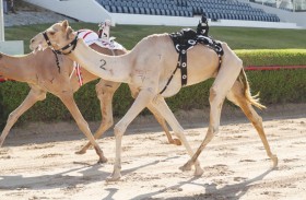 هجن العاصفة تسيطر على أشواط الحول والزمول بالمرموم