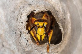 «ماصة الدماء».. أخطر الدبابير العملاقة