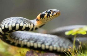 ينتزع ثعبانا ضخما من قن دجاج 