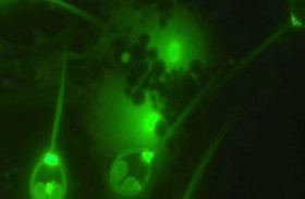 علماء يكتشفون أول كائن حي لا يتنفس 