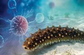 اكتشاف علمي واعد.. خيار البحر يمنع انتشار السرطان 