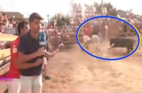 رجل يدفع مراسلاً تلفزيونياً إلى حلبة الثيران
