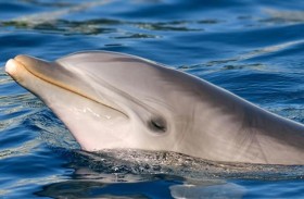 دولفين يحير العلماء.. هل يتحدث إلى نفسه؟