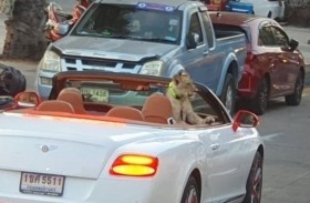 سيدة تتجول رفقة أسد في الشارع