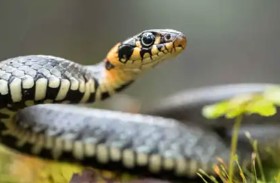 ثعبان يتسلل إلى حضانة ويلدغ طفلاً