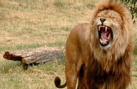 أسد يقتل رجلا ويلتهمه في غانا