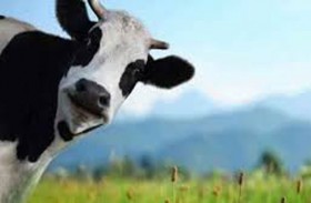 بقرة تهرب من مقصب إلى غرفة معيشة