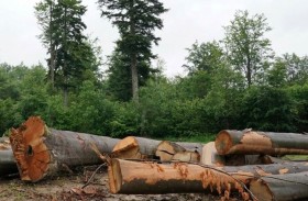 وثائقي ينتقد لجوء «إيكيا» إلى قطع الأشجار بكثافة 