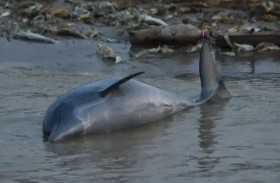 نفوق أكثر من 100 دولفين في منطقة الأمازون