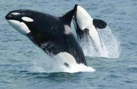 حيتان قاتلة تهاجم المراكب الشراعية