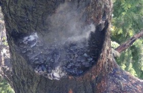 حريق يلتهم واحدة من أطول أشجار العالم