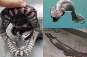 العثور على قرش نادر من زمن الديناصورات