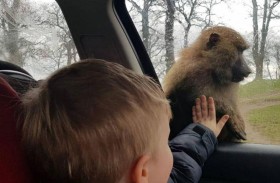 قرود مسلحة بالسكاكين