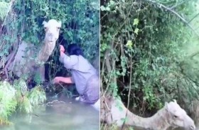 ينقذ ناقة كادت تغرق في وادٍ