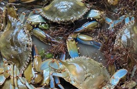 بسلوك يعود إلى قرون.. الإيطاليون يواجهون غزو السلطعون