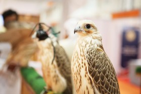 معرض أبوظبي الدولي للصيد والفروسية يستعرض التطورات الحديثة في الصقارة