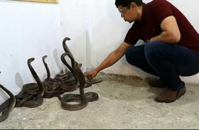 يوثق اصطياده 6 أفاعي كوبرا 