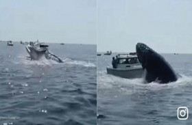 حوت ينقض على قارب صيد 