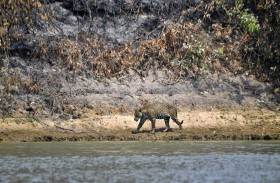 الجاغوار أوسادو يعود إلى موطنه
