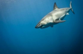 سمكة تقضم ذراع غواص