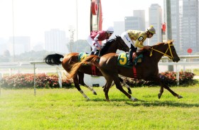 «المارد» و«نورمانديا» يتوجان بكأس الوثبة للخيول العربية في البرازيل 