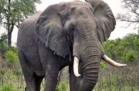 فيلة عجوز في رحلة لحياة أفضل 