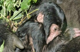 ولادة غوريلا جبلية في حديقة فيرونغا