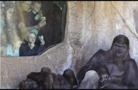 كيف تتفاعل الحيوانات مع ظاهرة الكسوف؟