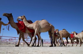 اللجنة المنظمة تعلن عن تعديل أشواط مزاينة الإبل في مهرجان الظفرة