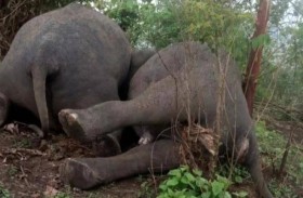 مأساة تفطر القلب: صاعقة برق تقتل 18 فيلا في ثوان