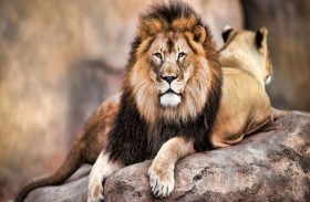 تحذير من وباء جديد بسبب عظام الأسود