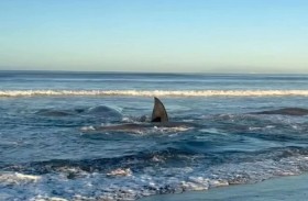 تسونامي يجرف 4 حيتان عملاقة إلى شواطئ اليابان