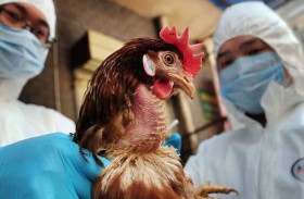 تشيلي ترصد أول إصابة بشرية بإنفلونزا الطيور 