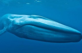 ما العلاقة بين الحيتان وعمر الإنسان؟