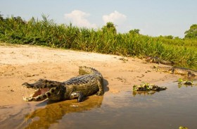 تمساح هارب يثير الذعر في مصر.. ما القصة؟