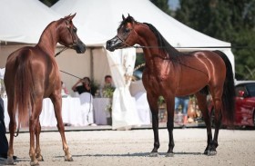 برعاية منصور بن زايد.. إقامة البطولة التاسعة لكأس الإمارات العالمي للخيل العربية في التشيك