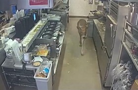 غزال يقتحم مطعما