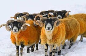 فرض غرامة غريبة على مربي مواشي