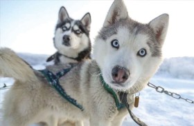 هل تستطيع الحيوانات التنبؤ بالطقس؟