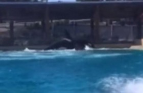 صراع دامٍ بين حوتين.. ودعوة للتحقيق