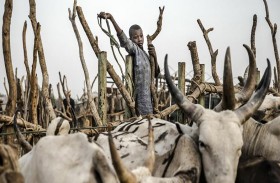 «بقرتان مقابل كل سلاح»..  لحقن الدماء في هذه الدولة 