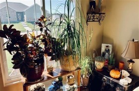 تفكر في نقل النباتات الداخلية في الشتاء؟ احذر البرد 