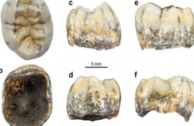 أسنان طفل عمرها 130 ألف عام