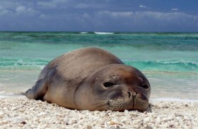 مجموعة كبيرة من الحيوانات البحرية مهددة بالانقراض