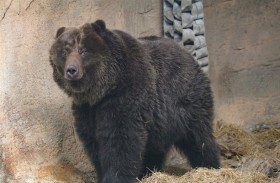 حديقة حيوان تُخضع الدبة «تشياو» للقتل الرحيم