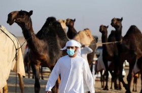 مهرجان الظفرة يواصل فعالياته الشائقة وسط حضور خليجي كبير