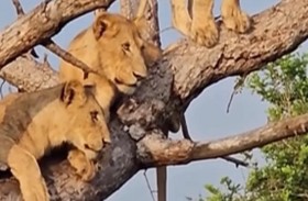 أسود في  سلوك غير مألوف لمواجهة ظرف طارئ