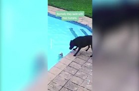 كلب وفي في مهمة إنقاذ بطولية