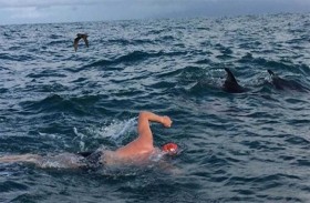 سباح يروي تجربة إنقاذه من قرش بمساعدة دلافين