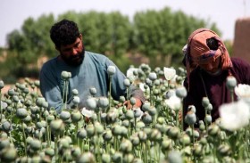 دولة تنتزع لقب أكبر منتج للأفيون في العالم